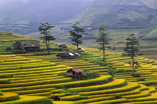 ruộng bậc thang Mù Cang Chải